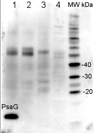 Western blot detection using anti-PsaG antibodies